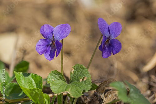 Wild Violet Viola Hirta. Flowering violet  Viola hirta 
