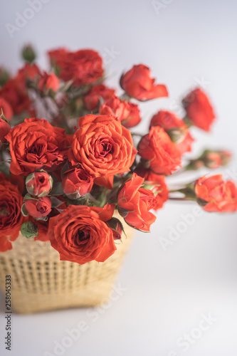 red miniature rose on white background 