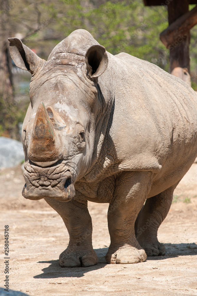 Fototapeta premium animals