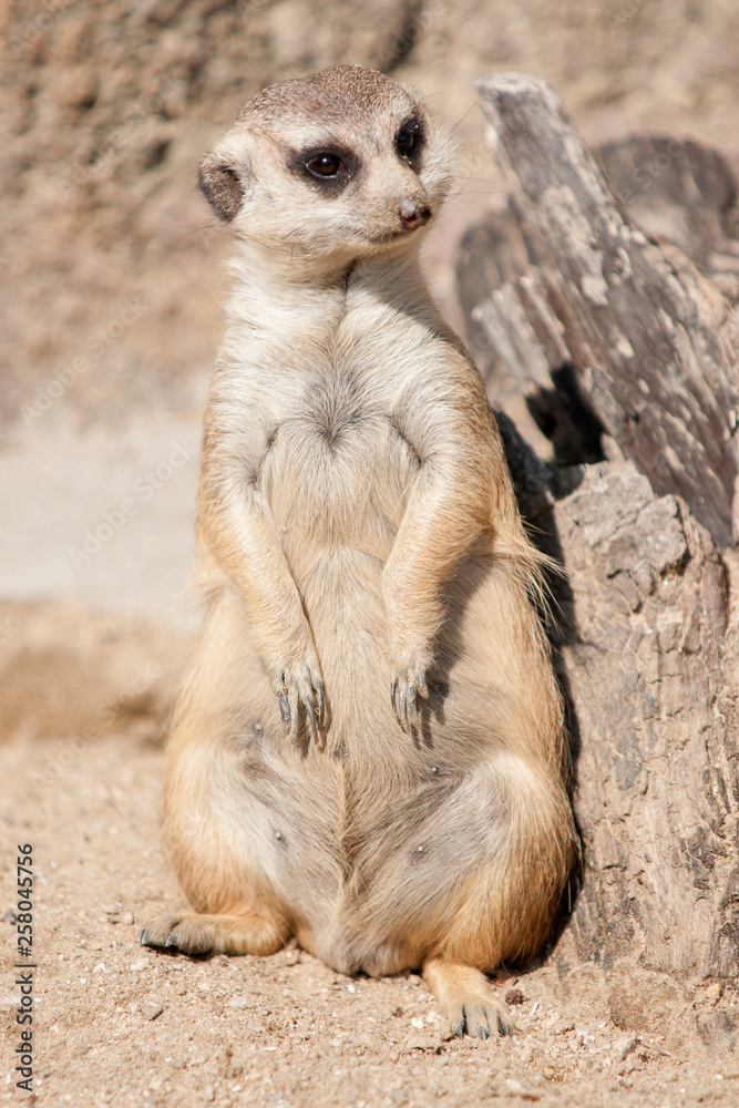 Fototapeta premium animals