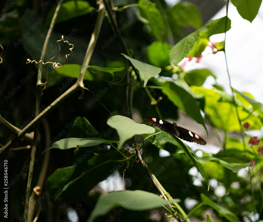 Butterfly, green, trees, leaves, monarch, flowers Butterfly, green, trees, leaves, monarch, flowers