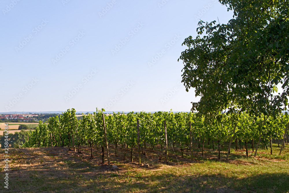 Weinreben in Baden-Württemberg Weinreben in Baden-Württemberg