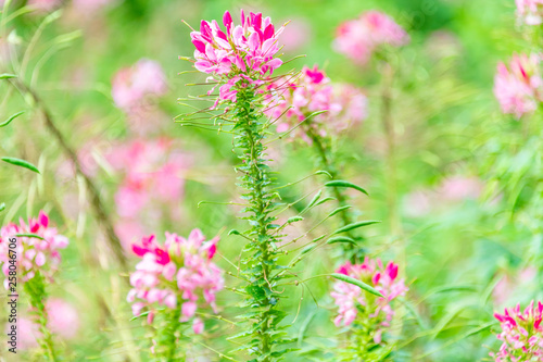 Cleome spinose in early summer