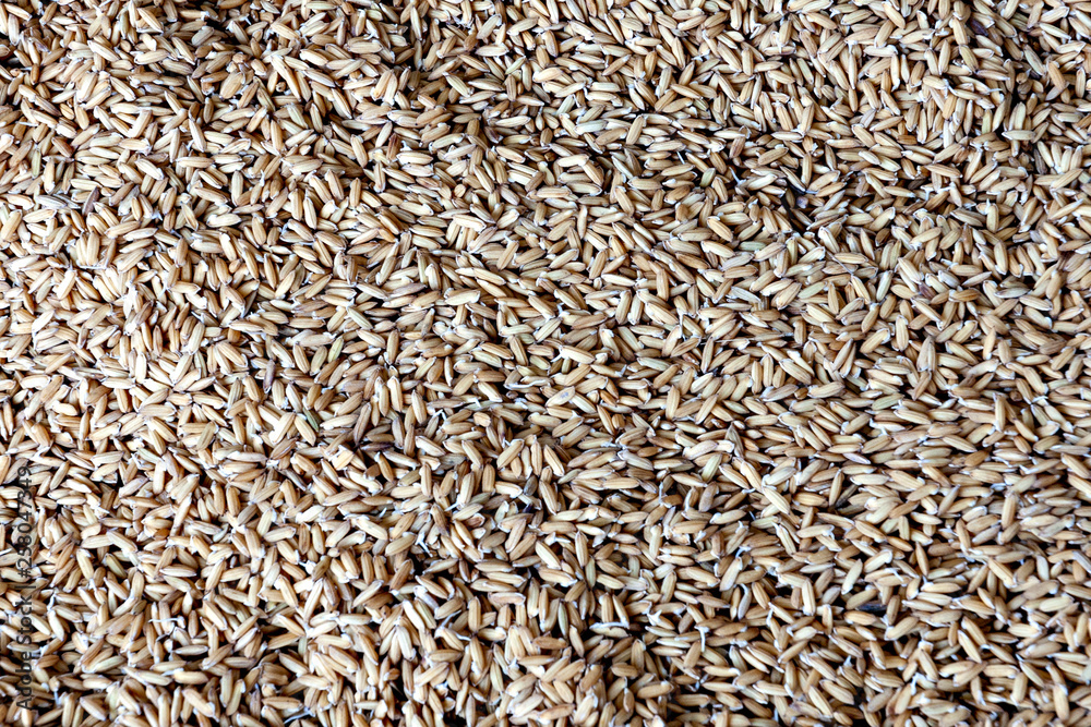 Indica type rice under germination in Vietnam