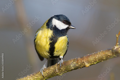 Great tit (Parus major) in the nature reserve Moenchbruch near Frankfurt, Germany.
