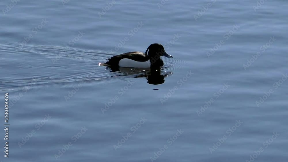Duck Bucephala clangula in water. Duck birds in free nature closely. Duck Bucephala clangula in water. Duck birds in free nature closely.