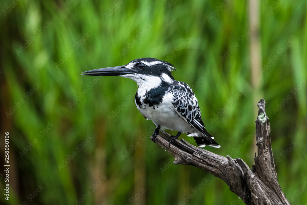 Obraz premium Amazon Kingfisher (Chloroceryle amazona) - female, Cano Negro, Costa Rica