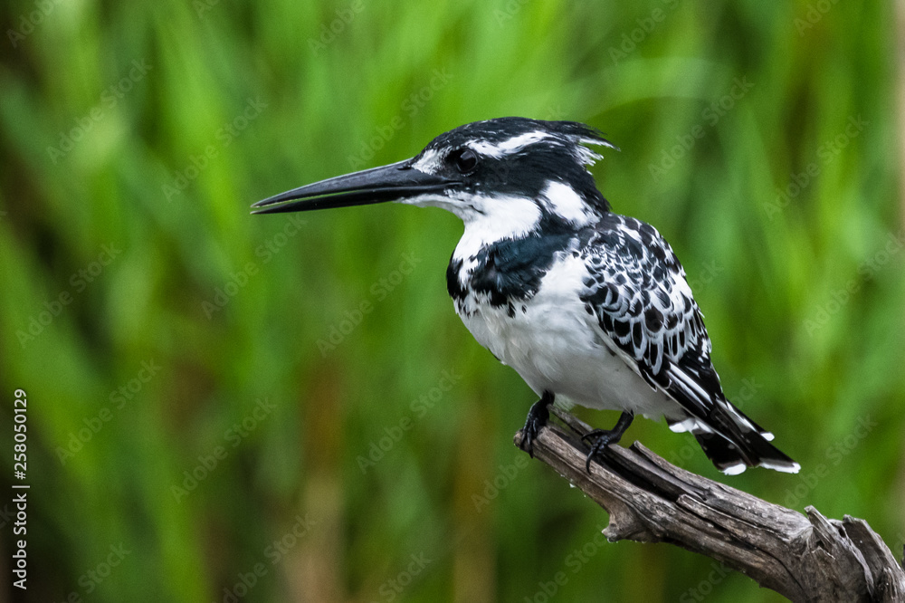 Obraz premium Amazon Kingfisher (Chloroceryle amazona) - female, Cano Negro, Costa Rica