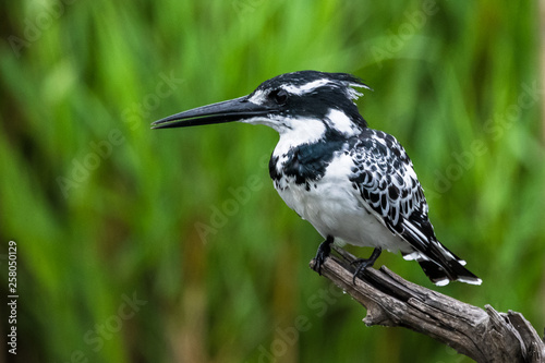 Amazon Kingfisher (Chloroceryle amazona) - female, Cano Negro, Costa Rica