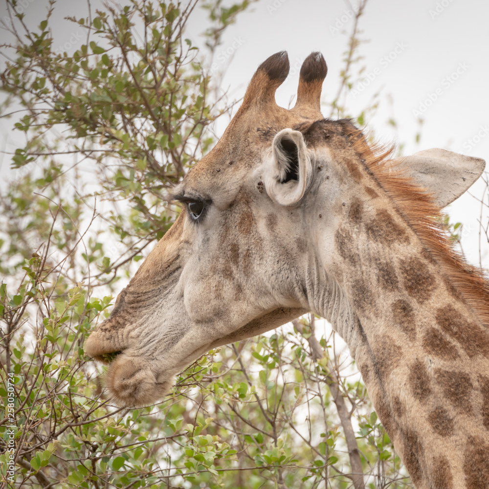 Fototapeta premium Giraffe (Giraffa camelopardalis)