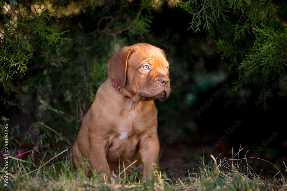 Dog breed Bordeaux mastiff in the su Dog breed Bordeaux mastiff in the su
