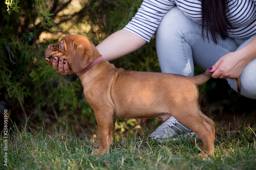 Dog breed Bordeaux mastiff in the su Dog breed Bordeaux mastiff in the su