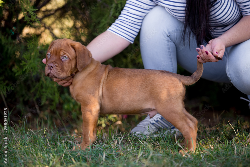 Dog breed Bordeaux mastiff in the su Dog breed Bordeaux mastiff in the su