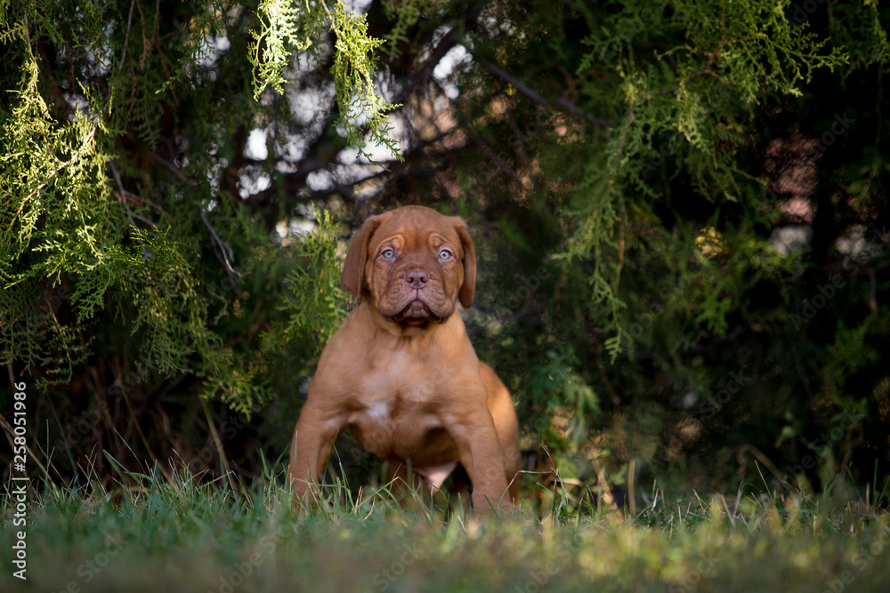 Dog breed Bordeaux mastiff in the su Dog breed Bordeaux mastiff in the su