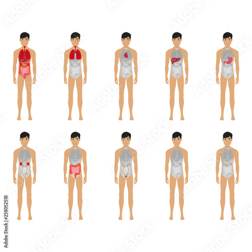 Main 12 human male body organ systems flat educative anatomy physiology front view flashcards poster vector illustration, eps 10