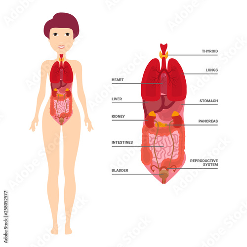 Female Human Anatomy, Internal Organs Diagram, Physiology, Structure, Medical Profession, Morphology Healthy Vector illustration