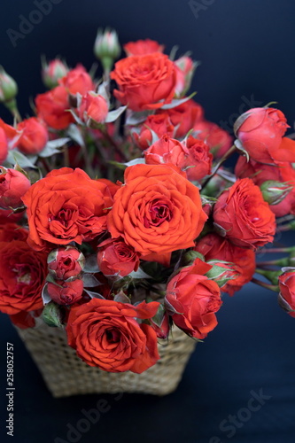 red miniature rose in a basket on black background 