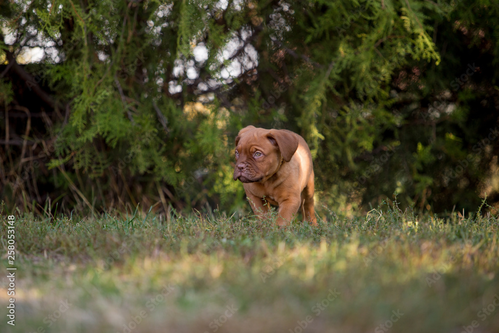 Dog breed Bordeaux mastiff in the su Dog breed Bordeaux mastiff in the su