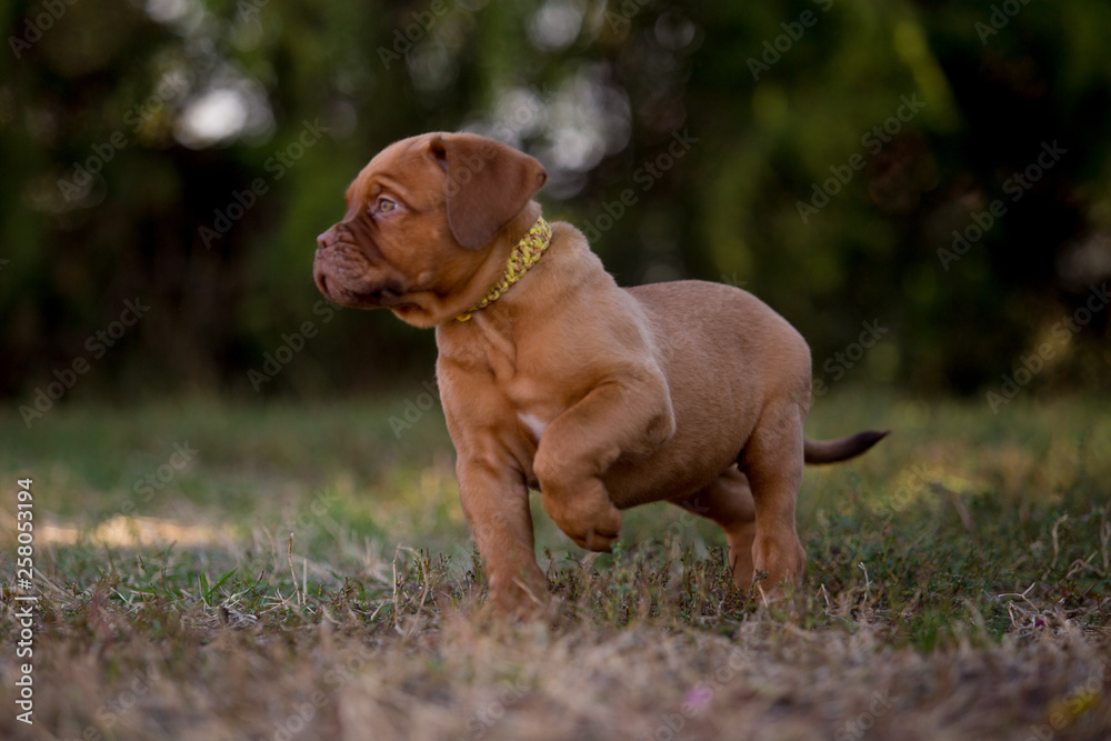 Dog breed Bordeaux mastiff in the su Dog breed Bordeaux mastiff in the su