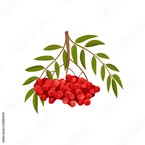 Branch of ripe red rowan on white background.