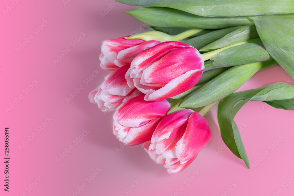 Natural background with blooming tulips