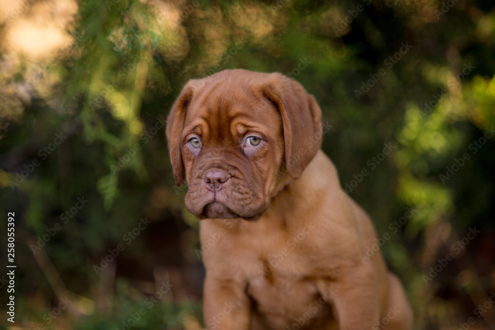 Bordeaux puppies in the summer garden Bordeaux puppies in the summer garden