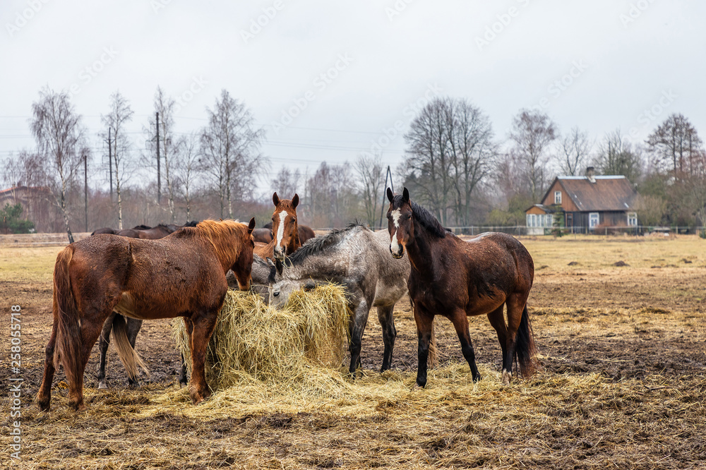 On a sunny day, wild horses graze On a sunny day, wild horses graze