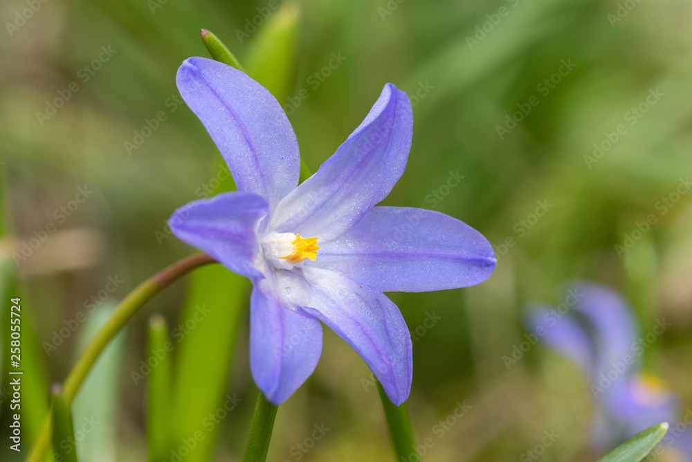 Blaustern auf Wiese (Scilla) Blaustern auf Wiese (Scilla)