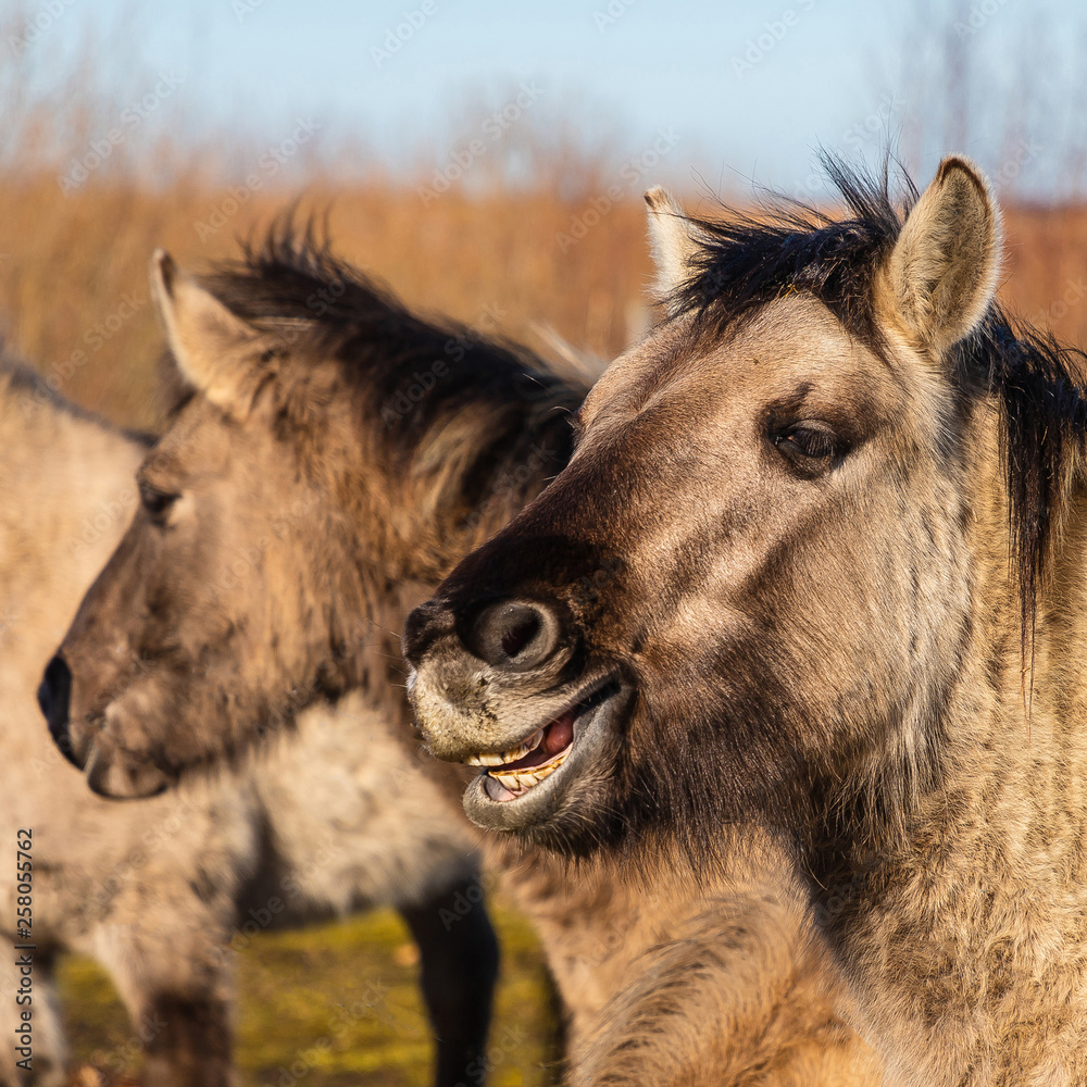 Fototapeta premium On a sunny day, wild horses graze