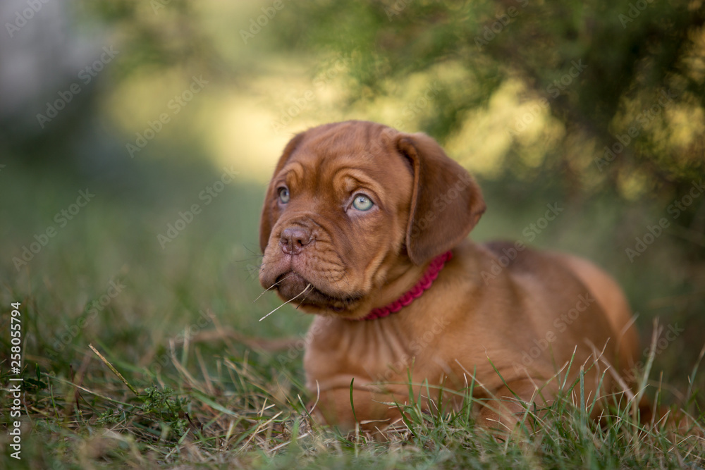 Bordeaux puppies in the summer garden