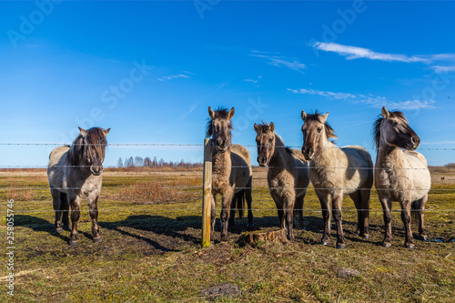 On a sunny day, wild horses graze