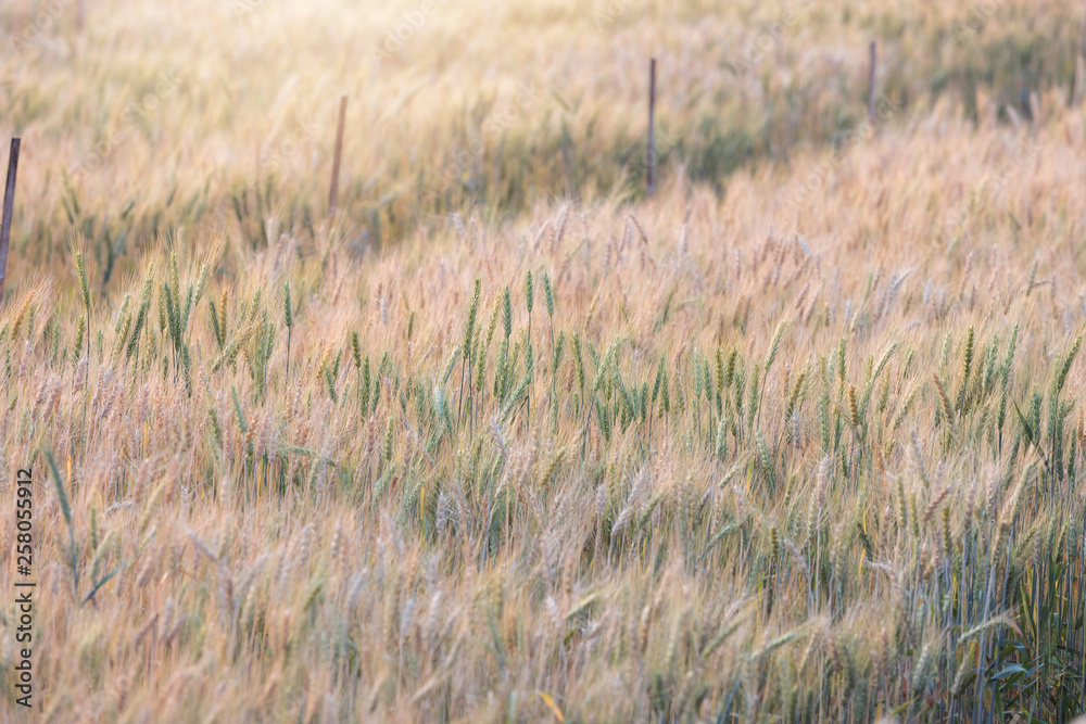 Beautiful landscape of Barley field at sunset time Beautiful landscape of Barley field at sunset time
