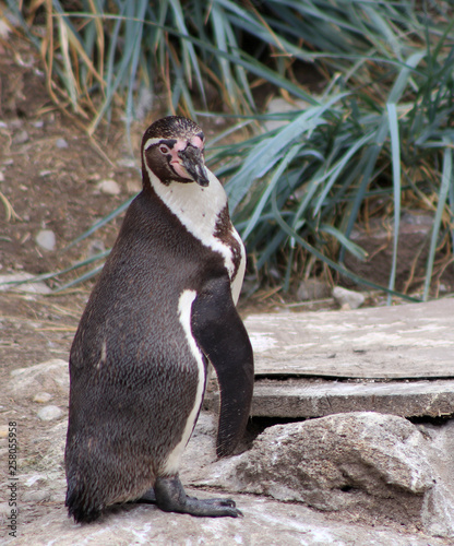 The Humboldt penguin ,Spheniscus humboldti ,also termed Peruvian penguin, or patranca is a South American penguin that breeds in coastal Chile and Peru.