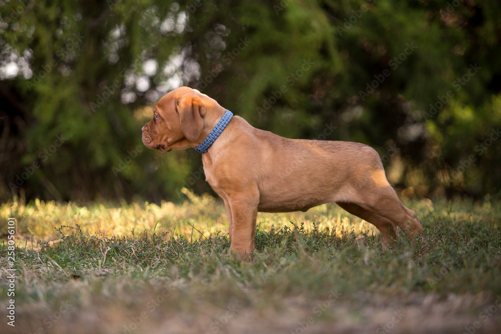 Bordeaux puppies in the summer garden Bordeaux puppies in the summer garden