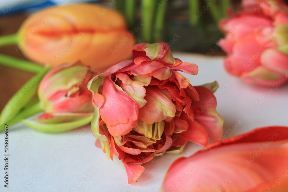 gelb, rosa, gemütlich, gefüllt Tulpe tulipa coral pink filled flower Spring orange green gelb, rosa, gemütlich, gefüllt Tulpe tulipa coral pink filled flower Spring orange green