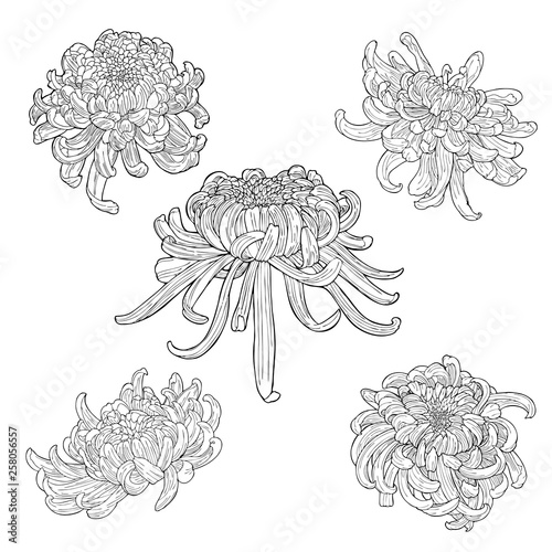  silhouette oriental chrysanthemum flower element botanical doodle ink drawing sketch vector  for tattoo collection set