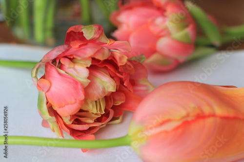 Tulpe tulipa coral pink filled flower Spring orange green