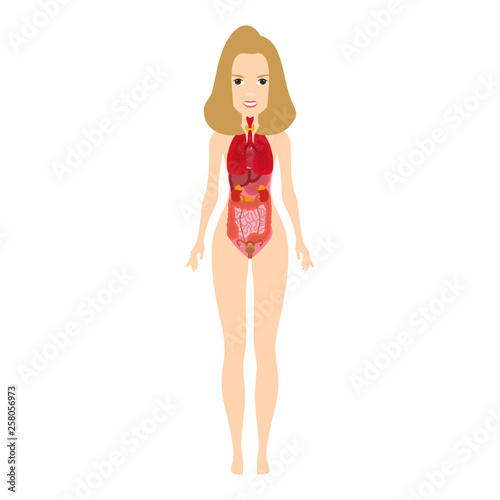 Female Human Anatomy  Internal Organs Diagram  Physiology  Structure  Medical Profession and Morphology. Vector illustration
