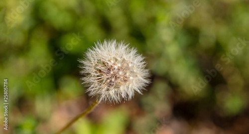 Dandellion wild plant closeup view  blur green nature background