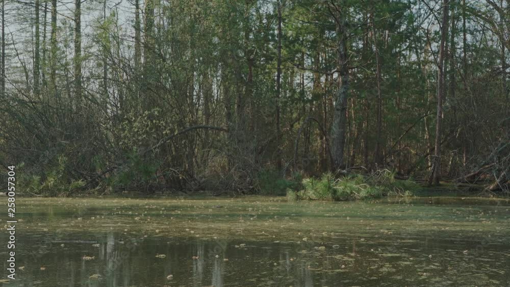 A static shot of swamp water moving in front of a tree filled shore. A static shot of swamp water moving in front of a tree filled shore.