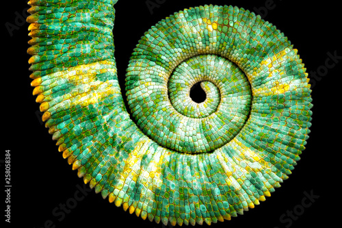 Close view of a beautiful green colorful chamaeleo calyptratus tail revealing the mathematic fibonacci spiral curve on black background. Species also called veiled, cone-head or yemen chameleon.