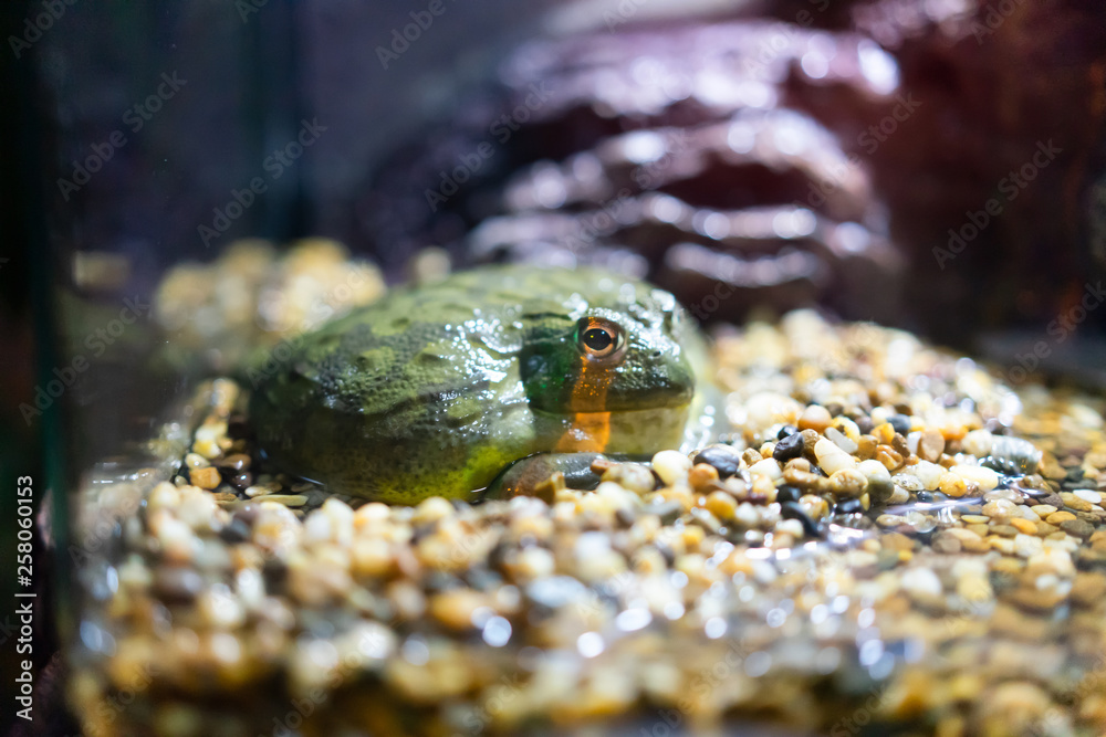 Frogs in glass cabinets.  Pet are friend concept