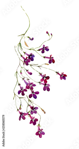 Watercolor sprig of lobelia