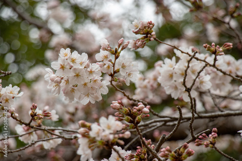 桜 ソメイヨシノ 千葉県市川市 里見公園