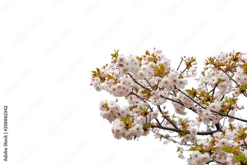 Cherry blossoms against a white background