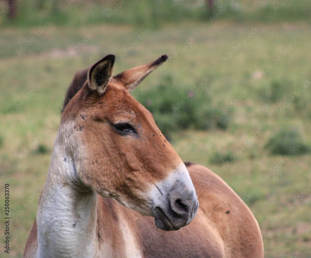 Fototapeta premium Kulan ,Equus hemionus also known as the Transcaspian wild ass., wild life animals.