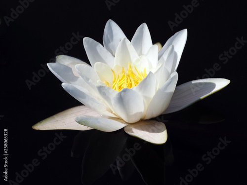 Water lily with reflection in dark water background