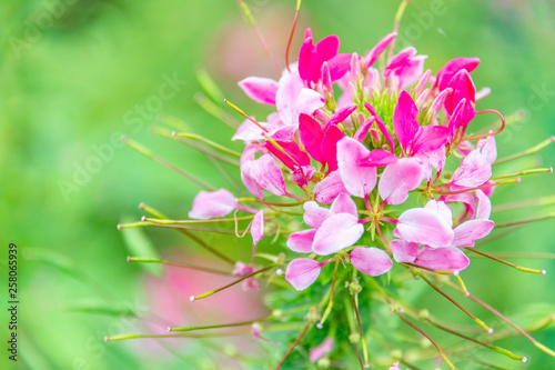 Cleome spinose in early summer photo