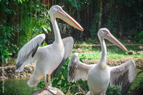 White pelicans in Singapore zoo