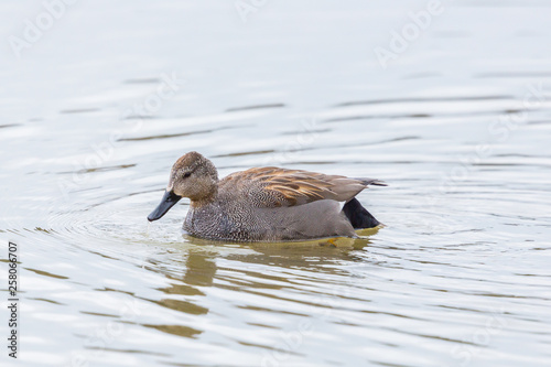 side view male gadwall duck (anas strepera) swimming